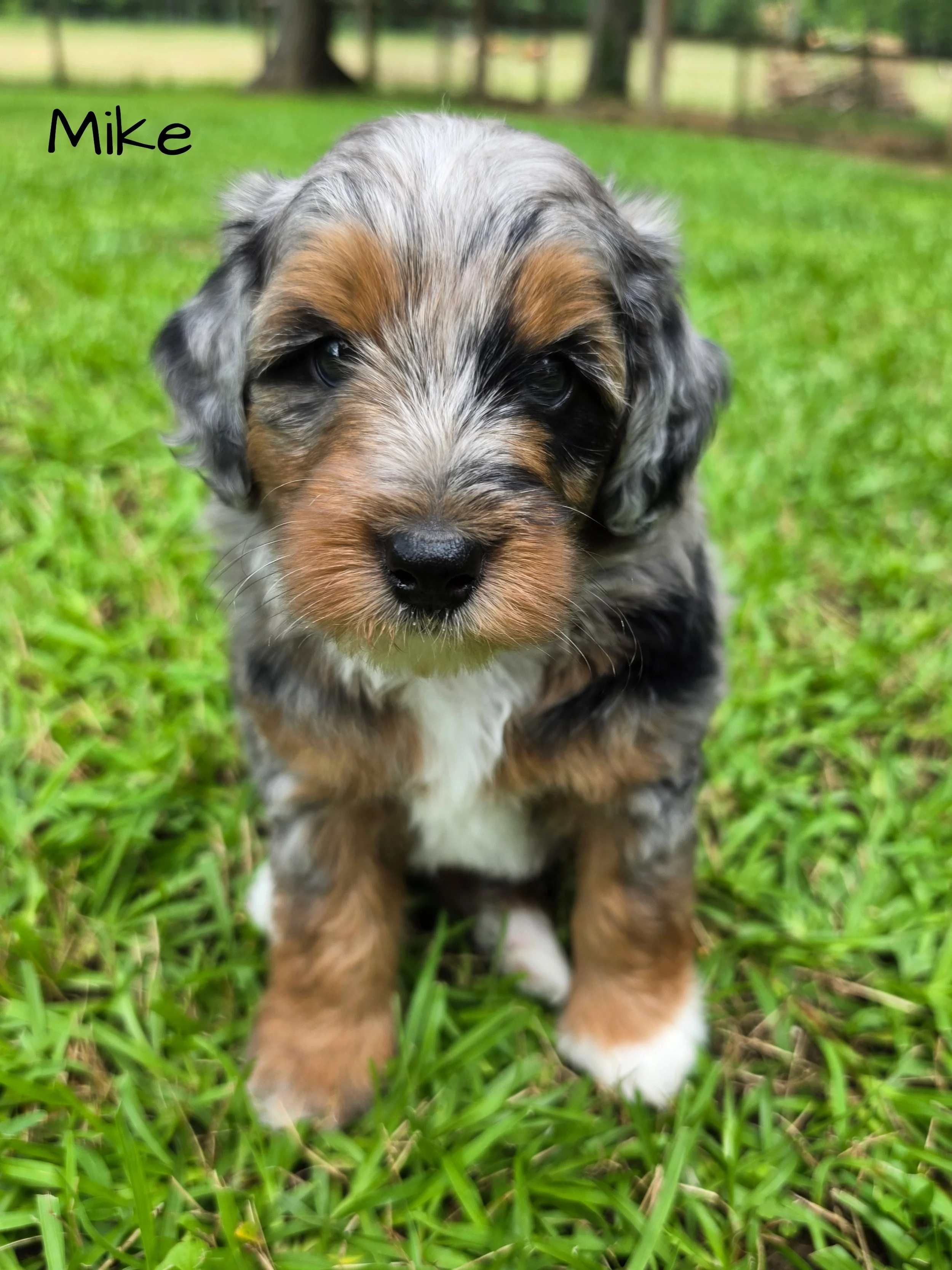 Available Puppies — Steel City Puppies